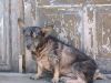 Filename=mascota.jpg
Filesize=63KB
Dimensions=640x480
Date added=Oct 05, 2007 mascota.jpg